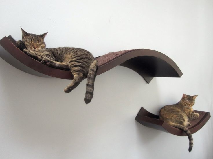 What is the purpose of decorative cat wall shelves and how to .