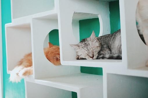 Options for Cat Wall Shelves and Perches | LoveToKn