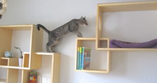 Decorative Cat Wall Shelves